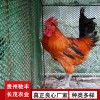 土雞綠殼蛋雞 五黑雞 五黑綠殼蛋雞 雞苗批發(fā) 哪里有雞苗批發(fā) 土雞苗批發(fā) 貴州哪里有土雞苗