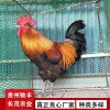 良鳳花 鐵腳麻 肉雞苗 脫溫苗 蛋雞苗 種雞場(chǎng) 雞苗孵化場(chǎng)