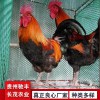 土雞雞苗批發(fā) 哪里有雞苗批發(fā) 土雞苗批發(fā)