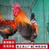 土雞青腳麻 鐵腳麻 肉雞苗 脫溫苗 蛋雞苗 種雞場(chǎng) 土雞苗批發(fā)
