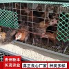 土雞苗綠殼蛋雞 五黑雞 五黑綠殼蛋雞 雞苗批發(fā) 哪里有雞苗批發(fā) 土雞苗批發(fā) 貴州哪里有土雞苗