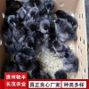 土雞苗 K9雞苗  882雞苗  雞苗批發(fā) 哪里有雞苗批發(fā) 土雞苗批發(fā) 貴州哪里有土雞苗