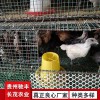 土雞苗養(yǎng)雞場(chǎng)養(yǎng)殖場(chǎng)孵化場(chǎng)快大黃