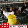 土雞苗苗批發(fā) 哪里有雞苗批發(fā) 土雞苗批發(fā)