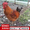 土雞養(yǎng)雞場(chǎng)養(yǎng)殖場(chǎng)孵化場(chǎng)